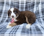 Small #4 Miniature Australian Shepherd