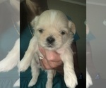 Puppy 3 Shih Tzu