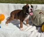 Puppy Sky Boxer