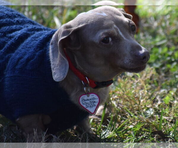 Medium Photo #8 Dachshund Puppy For Sale in Shelbyville, TN, USA