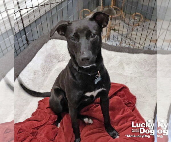 Medium Photo #8 Labrador Retriever-Retriever  Mix Puppy For Sale in Washington, DC, USA