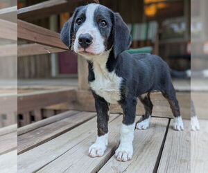 Bernese Mountain Dog-Unknown Mix Dogs for adoption in Vail, AZ, USA
