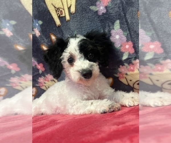 View Ad Poodle (Toy) Puppy for Sale near Indiana, BEECH GROVE, USA