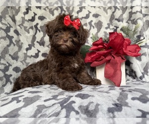ShihPoo Puppy for sale in LAKELAND, FL, USA