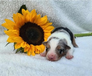 Miniature Australian Shepherd Puppy for sale in SANDOWN, NH, USA