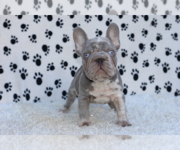 Medium Photo #4 French Bulldog Puppy For Sale in TAMPA, FL, USA