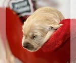 Small Photo #46 Golden Retriever Puppy For Sale in RICHMOND, TX, USA