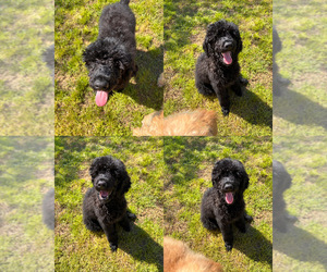 Poodle (Standard) Puppy for sale in EXETER, CA, USA