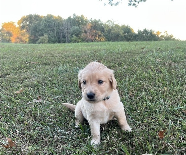 Medium Photo #1 English Cream Golden Retriever Puppy For Sale in CENTERTOWN, MO, USA