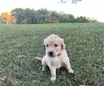 Puppy Teal English Cream Golden Retriever