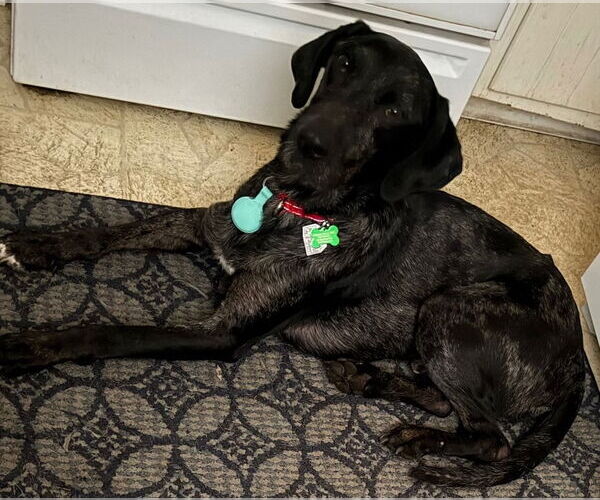 Medium Photo #8 Catahoula Leopard Dog-Labrador Retriever Mix Puppy For Sale in Oakhurst, NJ, USA