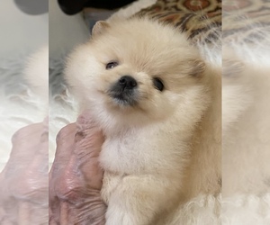 Pomeranian Puppy for sale in MASON, TN, USA