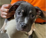 Small #3 Mutt