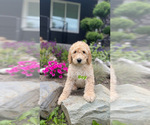 Small Photo #4 Poodle (Standard) Puppy For Sale in BELLINGHAM, WA, USA
