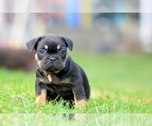 Medium Photo #23 French Bulldog Puppy For Sale in Kiskoros, Bacs-Kiskun, Hungary