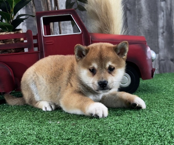 Medium Photo #4 Shiba Inu Puppy For Sale in CANOGA, NY, USA