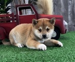 Small #3 Shiba Inu