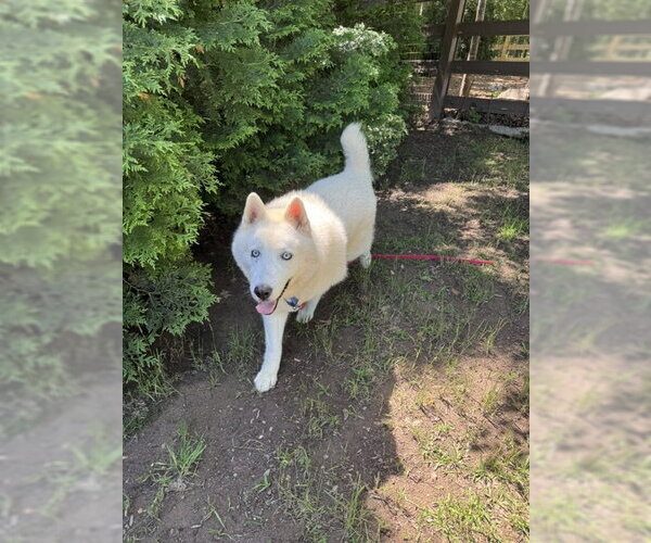 Medium Photo #3 Siberian Husky Puppy For Sale in Cumming, GA, USA