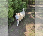 Small #2 Siberian Husky