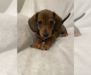Dachshund Puppy for sale in DELTONA, FL, USA