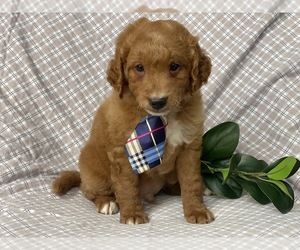 Goldendoodle-Poodle (Miniature) Mix Puppy for sale in CEDAR LANE, PA, USA