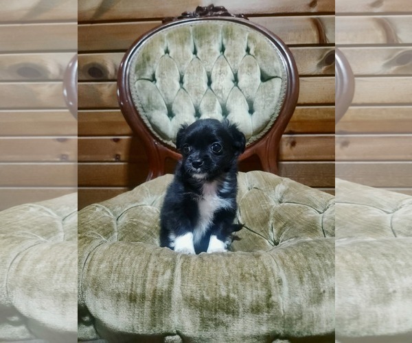Medium Photo #2 Shih Tzu-Unknown Mix Puppy For Sale in New London, WI, USA