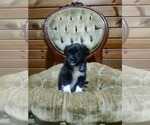 Small #1 Shih Tzu Mix