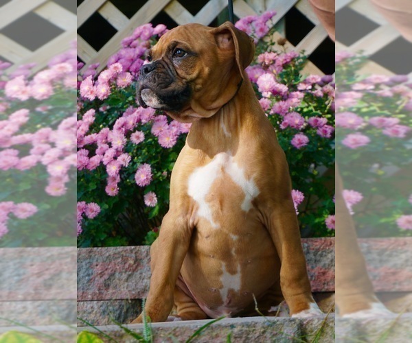 Medium Photo #4 Boxer Puppy For Sale in NAPPANEE, IN, USA