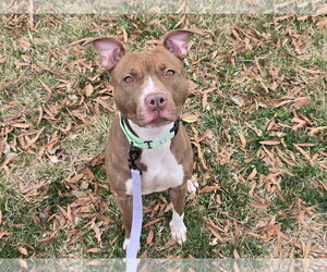 American Pit Bull Terrier-Unknown Mix Dogs for adoption in Millersville, MD, USA