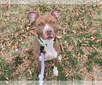 Small American Pit Bull Terrier Mix