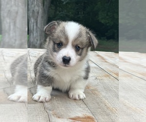 Pembroke Welsh Corgi Puppy for sale in ROLLA, MO, USA