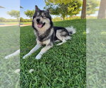 Small #2 Siberian Husky Mix