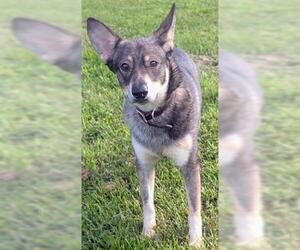 German Shepherd Dog Dogs for adoption in Akron, OH, USA