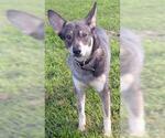 Small German Shepherd Dog