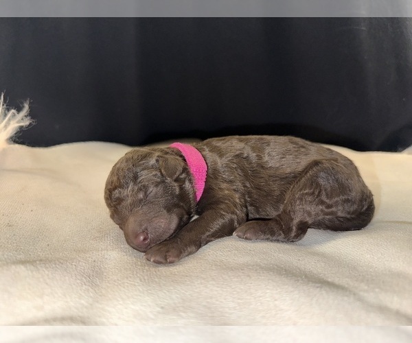 Medium Photo #12 Aussiedoodle Puppy For Sale in LA CRESCENT, MN, USA
