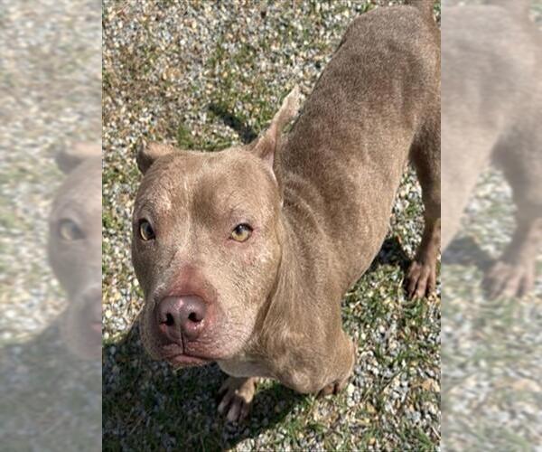 Medium Photo #2 Mutt Puppy For Sale in Augusta, GA, USA