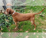 Small #5 Redbone Coonhound Mix