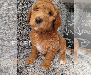Goldendoodle Puppy for sale in FORT LAUDERDALE, FL, USA