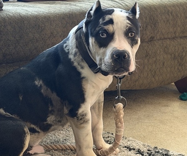 Medium Photo #1 American Bully Puppy For Sale in NIXA, MO, USA