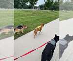 Small #2 German Shepherd Dog