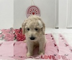 Small Photo #3 Goldendoodle Puppy For Sale in NORTH HIGHLANDS, CA, USA