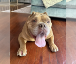 Small Bulldog
