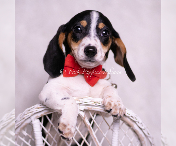 Medium Photo #73 Dachshund Puppy For Sale in WARSAW, IN, USA