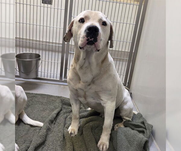 Medium Photo #1 Boxer-Unknown Mix Puppy For Sale in Modesto, CA, USA