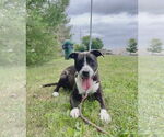 Small #2 Retriever  Mix