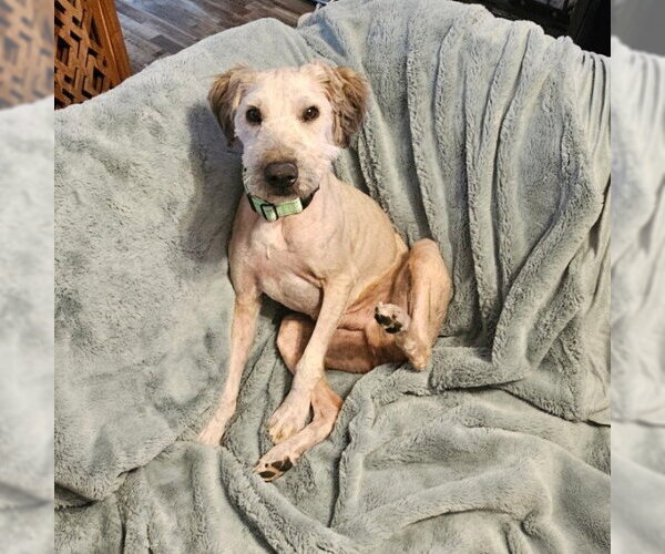Medium Photo #3 Poodle (Miniature)-Unknown Mix Puppy For Sale in Oakhurst, NJ, USA