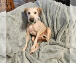 Small #2 Poodle (Miniature) Mix