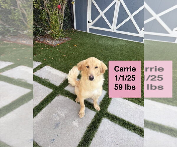 Medium Photo #17 Golden Retriever Puppy For Sale in West Hollywood, CA, USA