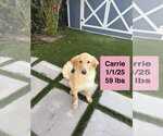 Small #16 Golden Retriever