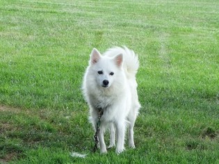 American Eskimo Dog Puppy for sale in MYERSTOWN, PA, USA